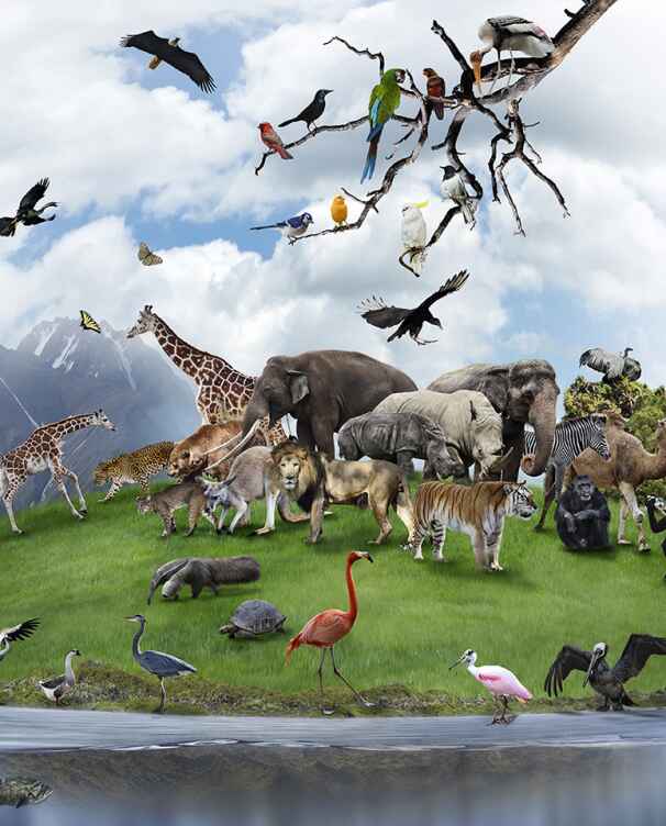 Zoology